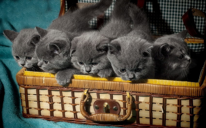 Gray kittens in Suitcase, animal, suitcase, gray, cats, kittens HD wallpaper