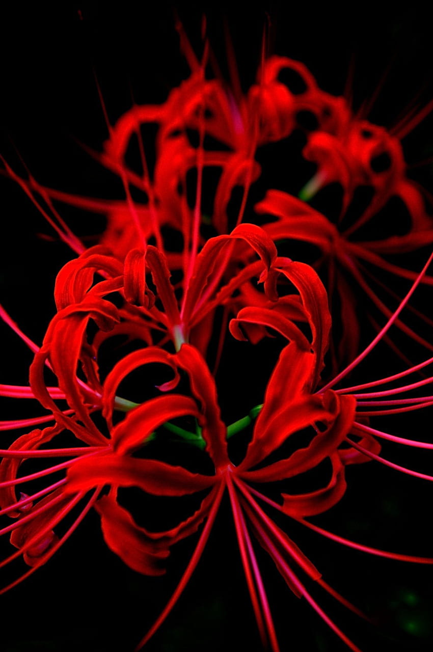 赤いクモのユリ。 赤いクモのユリ、赤いユリの花、赤いユリ HD電話の壁紙