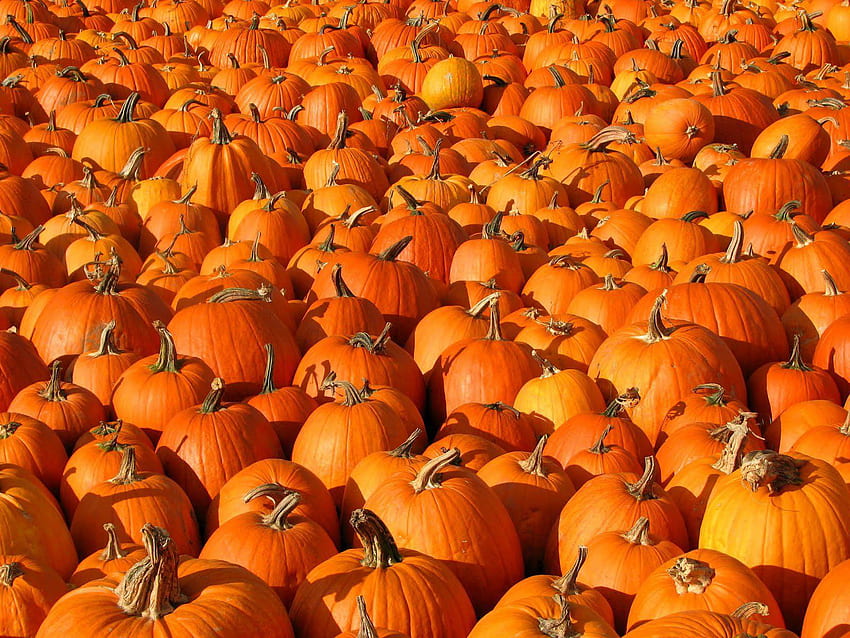 Pumpkin Patch Halloween Autumn Peanuts Magazine, citrouilles et nature d'automne Fond d'écran HD