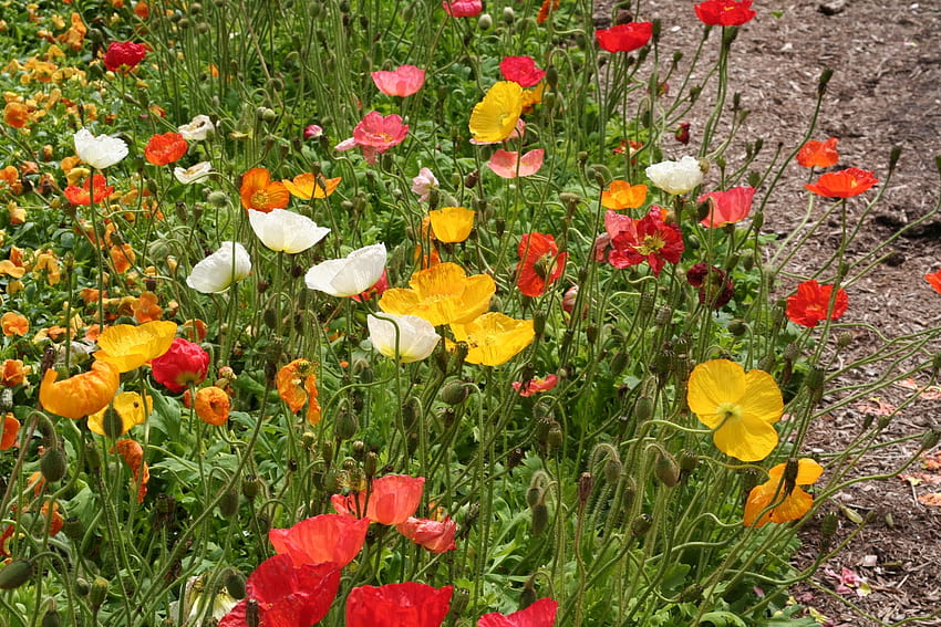 ทุ่งหญ้าฤดูร้อน ฤดูร้อน ดอกป๊อปปี้ ทุ่งหญ้า ดอกไม้ หลากสีสัน วอลล์เปเปอร์ HD