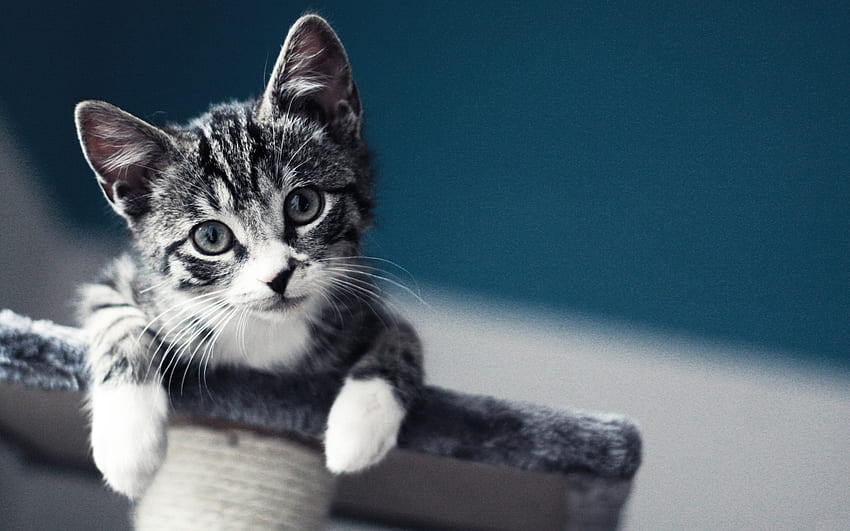 Kucing Cantik, manis, imut, kucing, cantik, menggemaskan Wallpaper HD