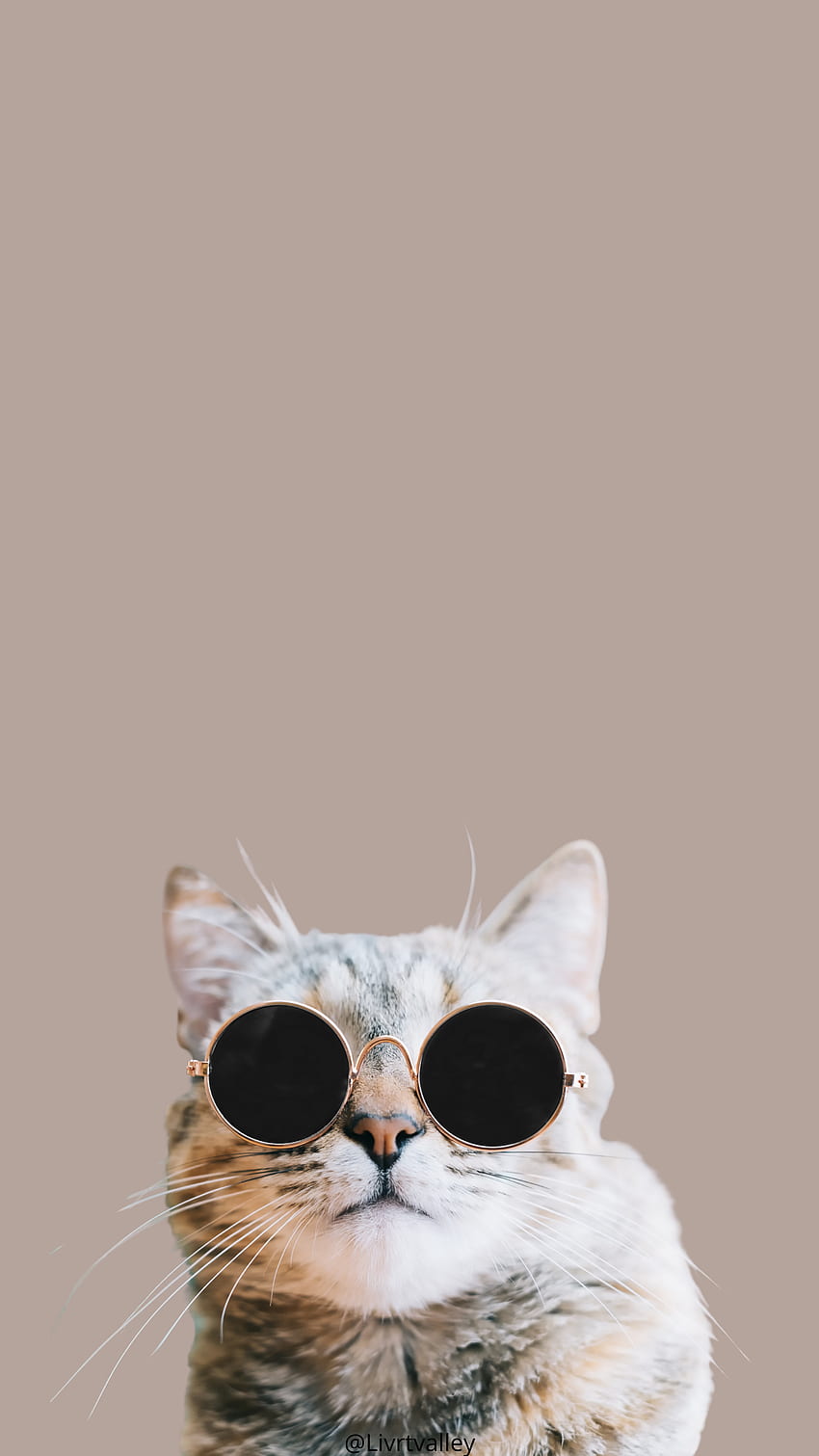 Cat, cutecat, catlovers, stylishcat HD phone wallpaper | Pxfuel