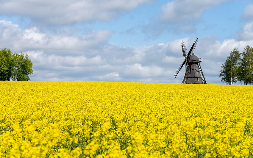 スウェーデンの春、風車、スウェーデン、菜種、畑、雲 高画質の壁紙