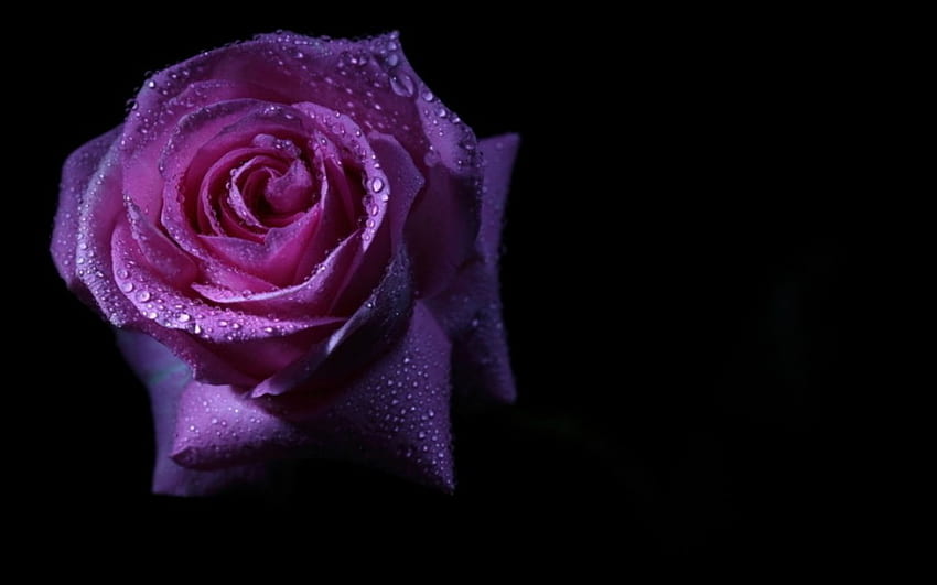 Красива роза, роза, природа, цвят, листенца HD тапет
