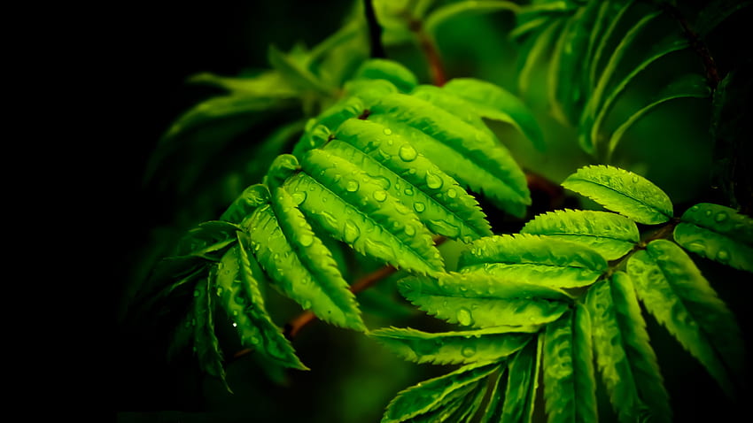 Ultra Pc . Plant , Green leaf , Nature plants HD wallpaper
