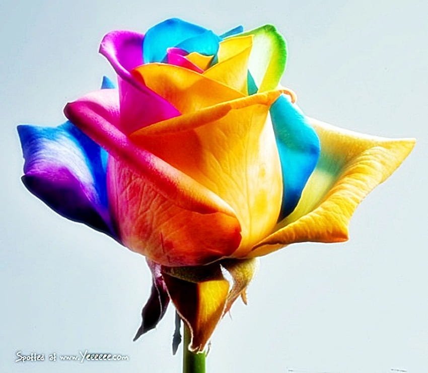 la rose de plusieurs couleurs, rose, amour, cœurs, nature, fleurs Fond d'écran HD