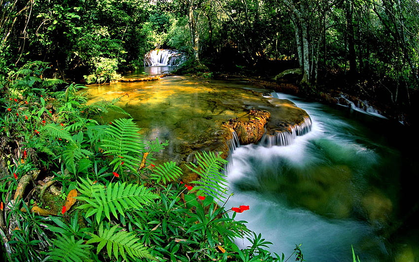 Tropical Rainforest Jungle Cascade Waterfall Transparent Water HD wallpaper