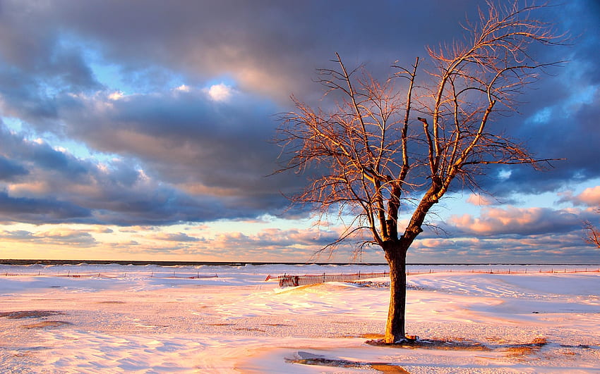 ธรรมชาติ หิมะ ไม้ ต้นไม้ รั้ว รกร้าง วอลล์เปเปอร์ HD