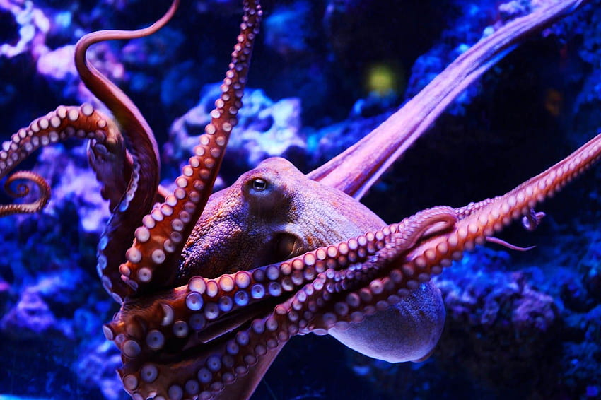 Cute Octopus For iPhone HD wallpaper
