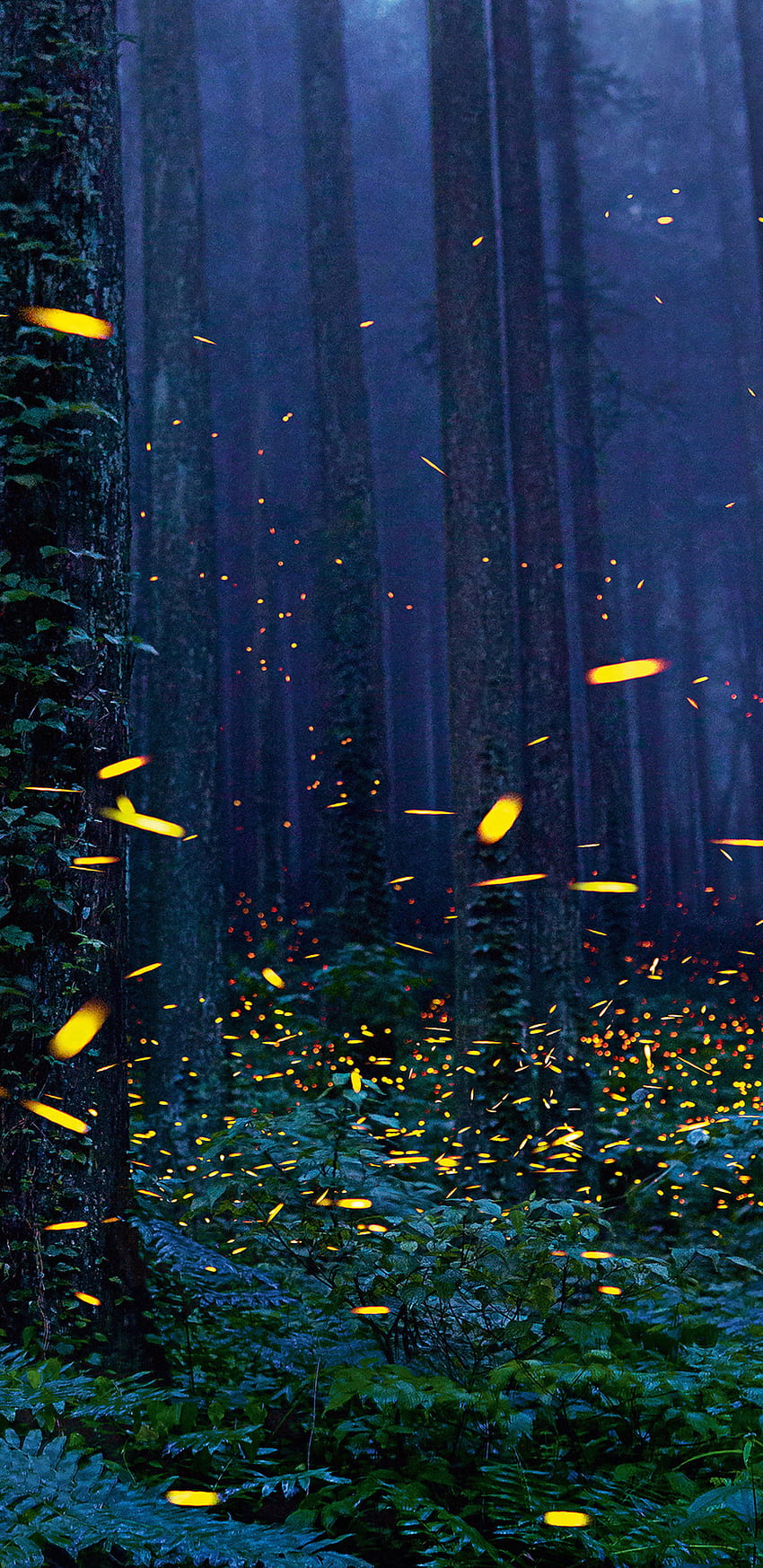 Fireflies Forest Samsung Galaxy Note 9, 8, S9, S8, SQ , , Background, and , Firefly HD phone wallpaper