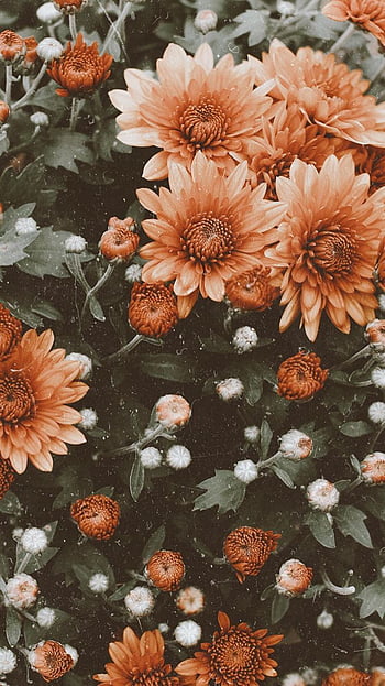 Vintage fall flower HD wallpapers | Pxfuel