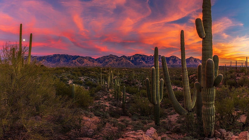 Saguaro Cactus In The Sonoran Desert At Sunset - Arizona, Tucson Desert HD wallpaper