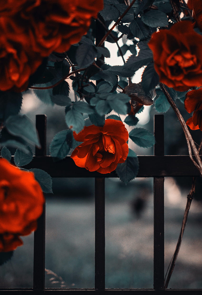 Blumen, Strauch, Rosenblüte, Rose, Zaun, Garten HD-Handy-Hintergrundbild