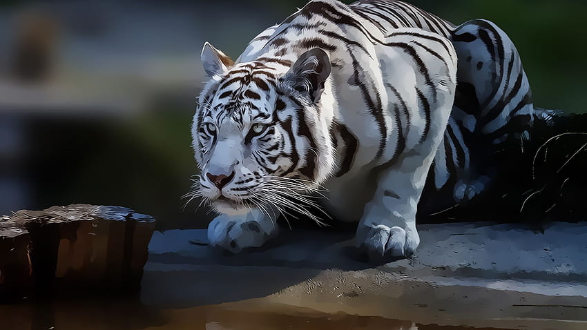 White Tiger, Cute White Tiger HD wallpaper