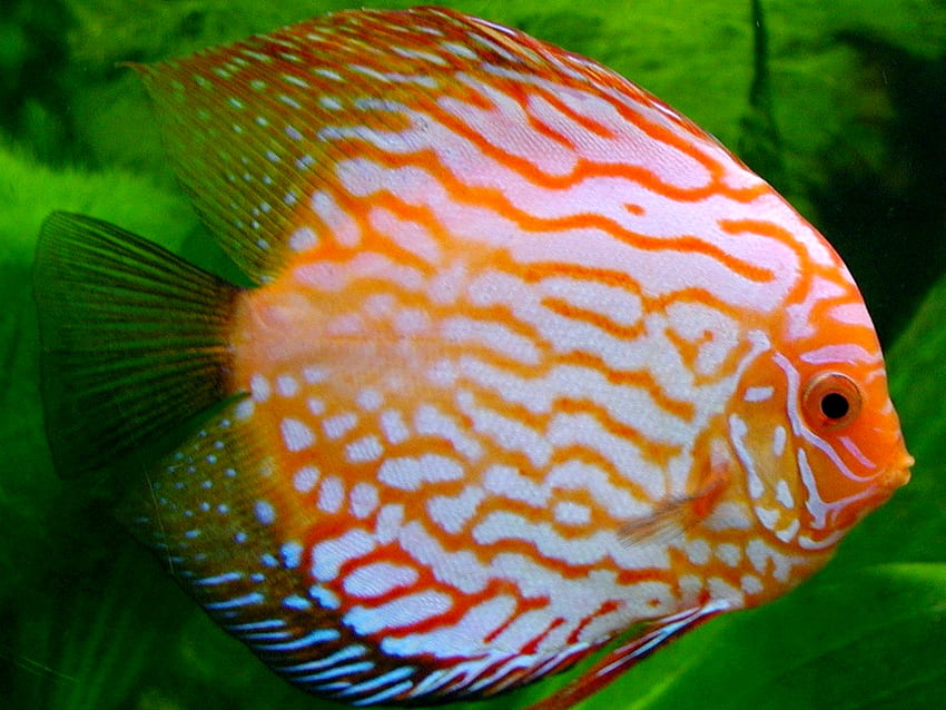 ikan diskus, ikan, binatang Wallpaper HD