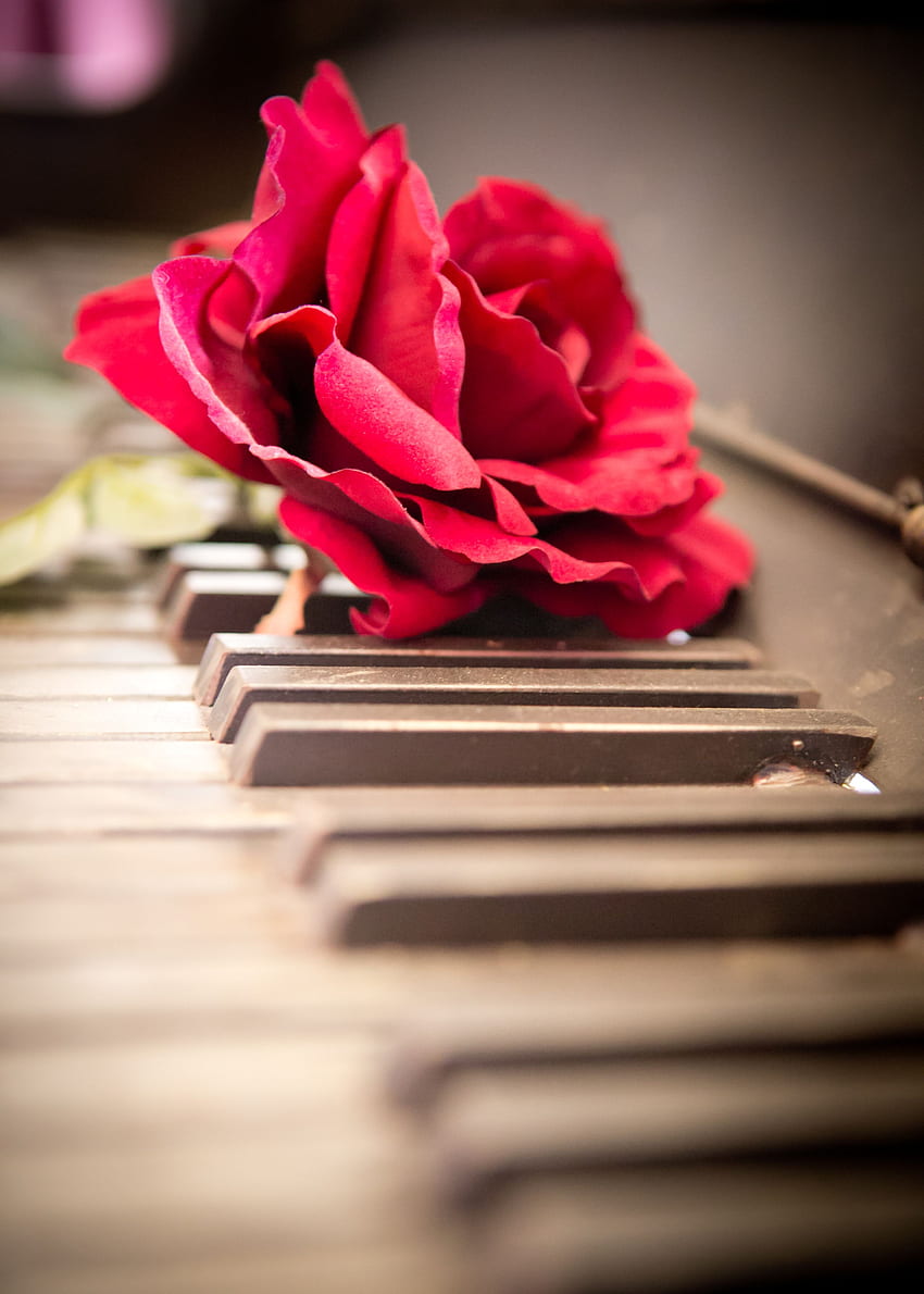 Vintage Flower on Piano (Ruby's Restaurant - Parys OFS). Organista ccb, Rosas, Arranjos de flores, Piano and Flowers HD phone wallpaper