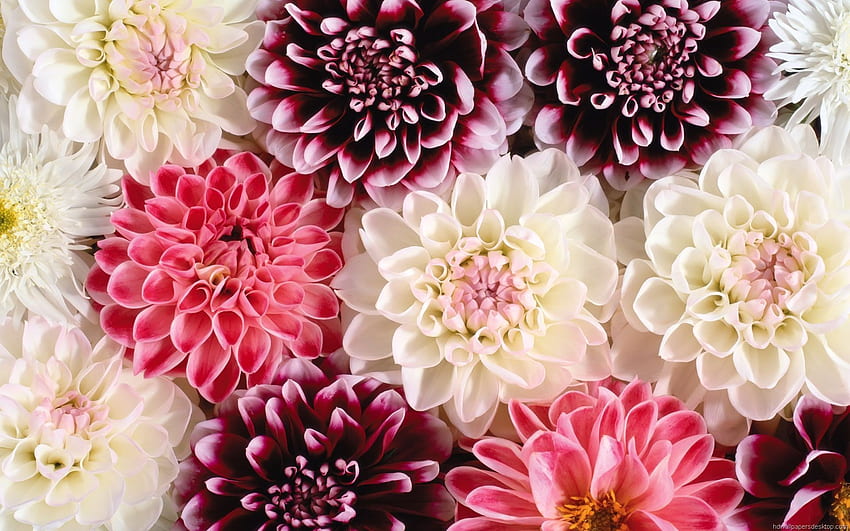floral - flower , flower , Flower, Neutral Floral HD wallpaper