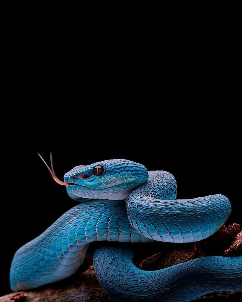 Snake about to strike. Snake, Snake , Pit viper, Viper Snake iPhone HD phone wallpaper