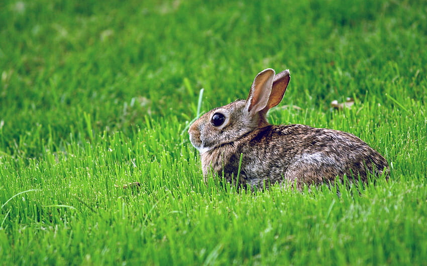 สัตว์ หญ้า หนังสัตว์ ความกลัว กระต่าย วอลล์เปเปอร์ HD