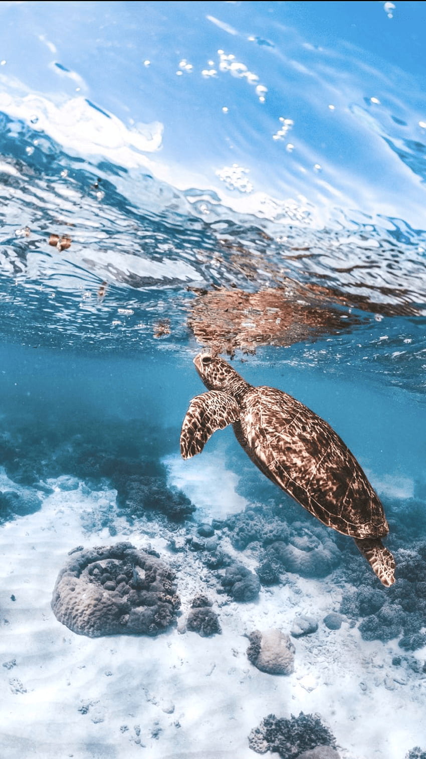 1,000+ Best Turtle Photos · 100% Free Download · Pexels Stock Photos