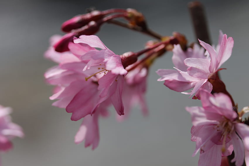 Fleurs, Sakura, Bloom, Floraison, Direction Générale De La Fond d'écran HD