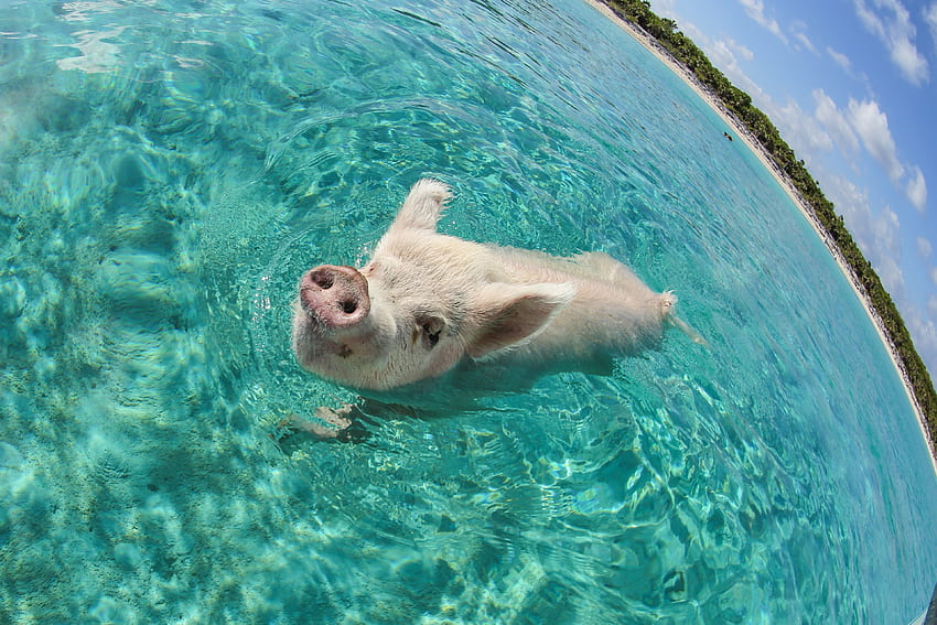animals, Fisheye Lens, Sea, Pigs / and Mobile Background HD wallpaper