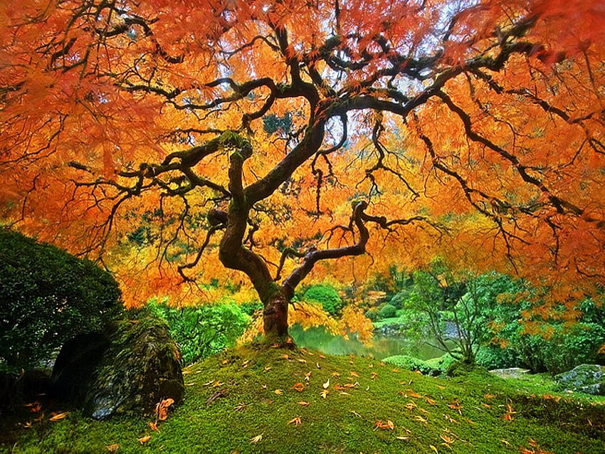 Autumn giant, grass, gold, orange, tree, rock, leaves, yellow, branches, autumn HD wallpaper