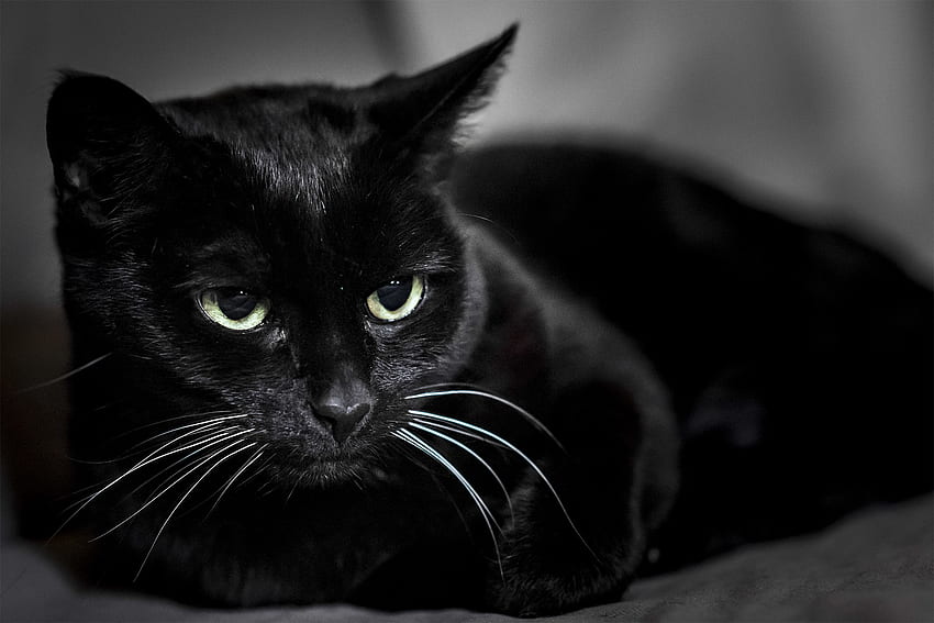 Animali, museruola, vista, opinione, gatto nero Sfondo HD