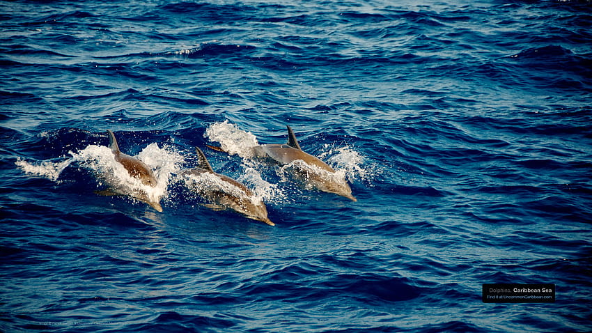 Caribbean Wednesday: Dolphins Swimming in the Sea, Uncomon HD wallpaper