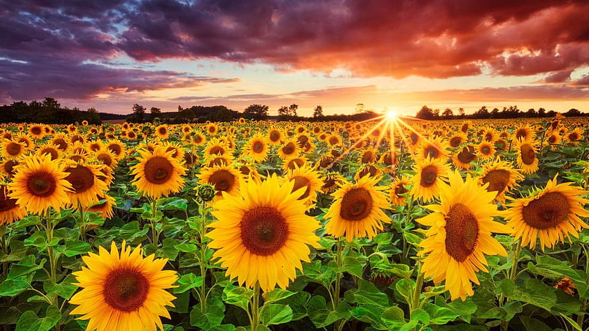 pole słoneczników, promienie, piękne, ładne, lato, słoneczniki, ładne, pole, połysk, natura, kwiaty, niebo, niesamowite, piękny, zachód słońca Tapeta HD