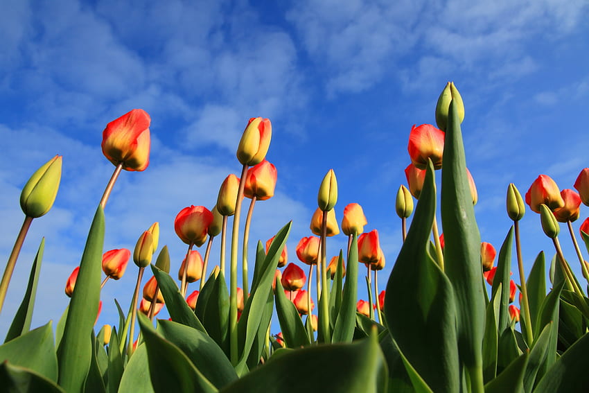 Flowers, Sky, Tulips, Clouds, Buds HD wallpaper