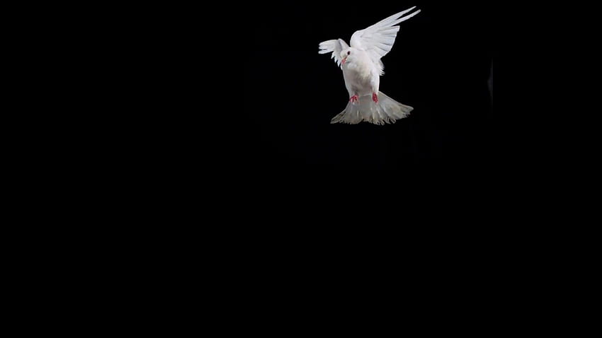 Black Background with White Pigeon HD wallpaper