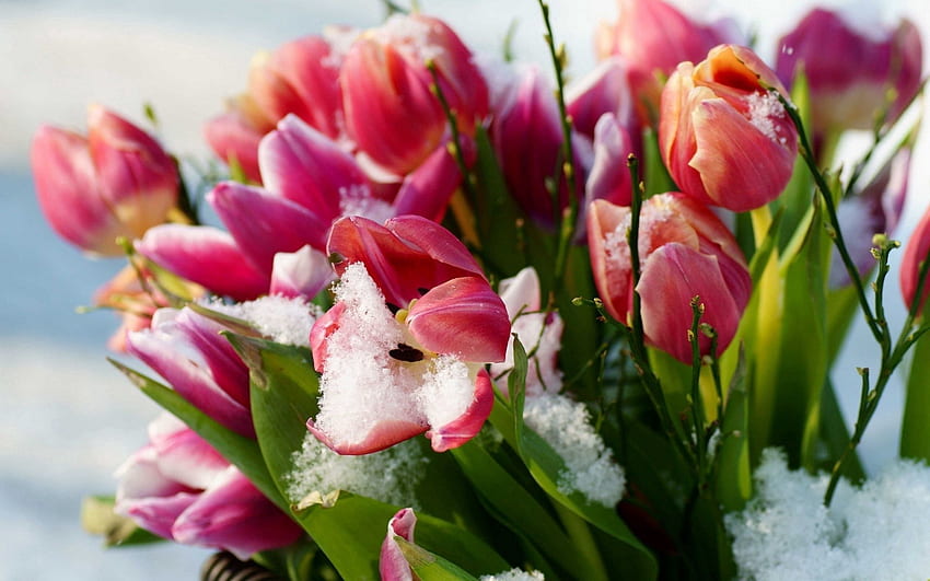 Flowers, Tulips, Snow, Cold HD wallpaper