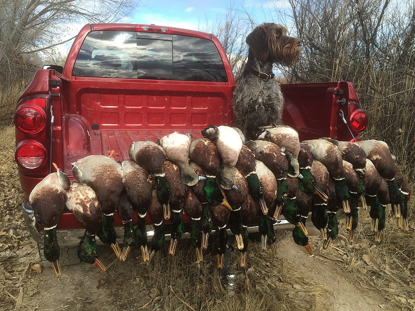 Labradoodle hunting sales