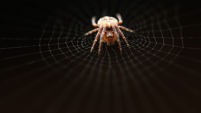 Get the latest spider, web, net news, and videos and learn all about spider, web, net from 4u.org, your news source. HD wallpaper