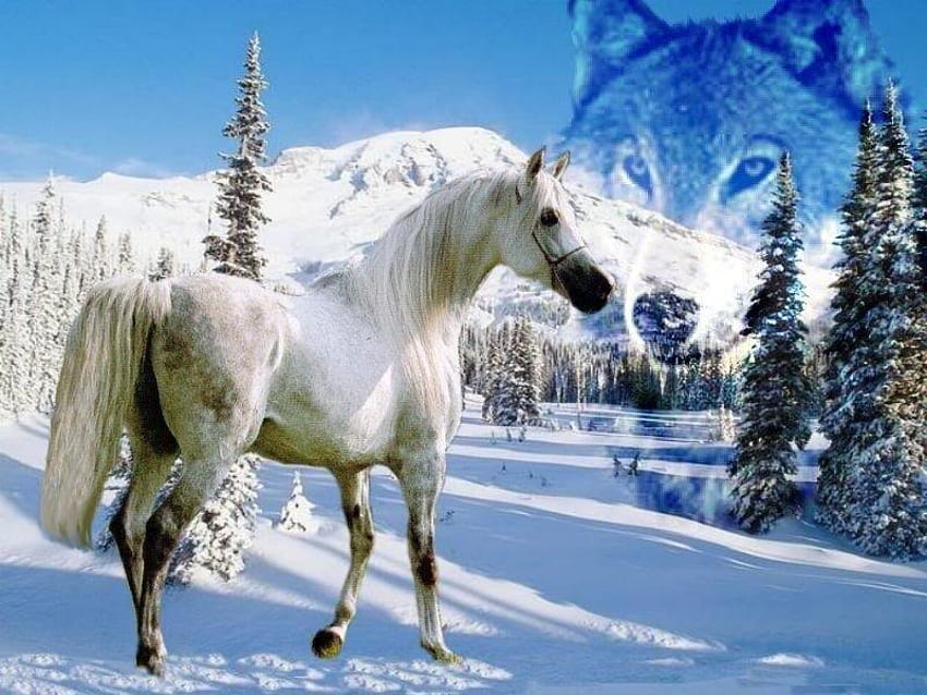 The Horse Wolf Watch, caballos, lobos, árabes, nieve, árboles, naturaleza, lobos grises fondo de pantalla