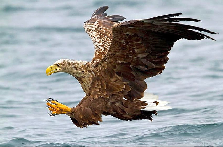Eagle, cool, flying HD wallpaper