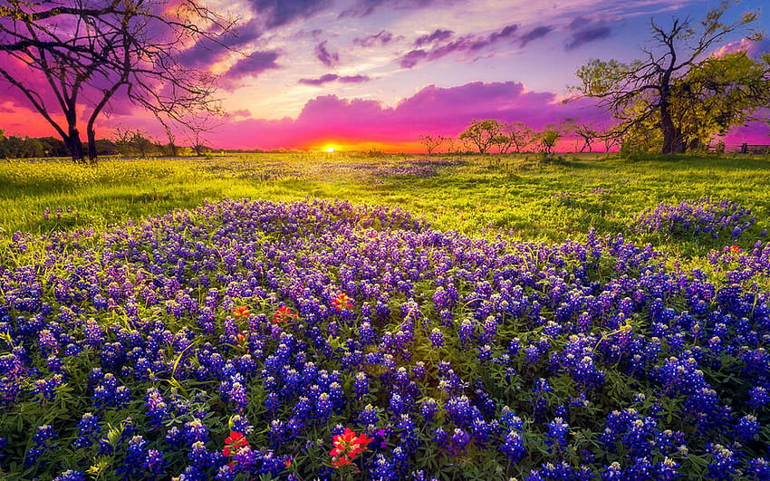 Bluebonnets в Hill Country, Тексас, поле, цветове, дървета, облаци, цветове, небе, САЩ, залез HD тапет