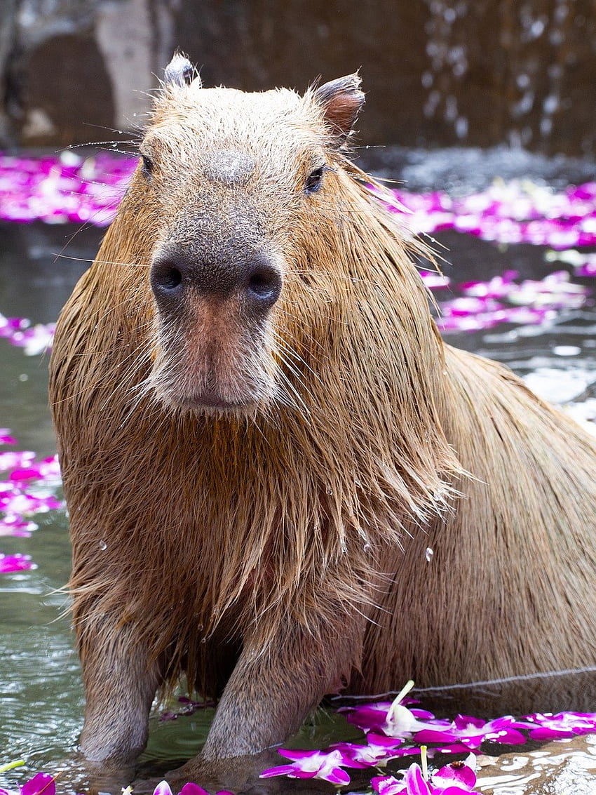 Capybara, Drôle Fond d'écran de téléphone HD