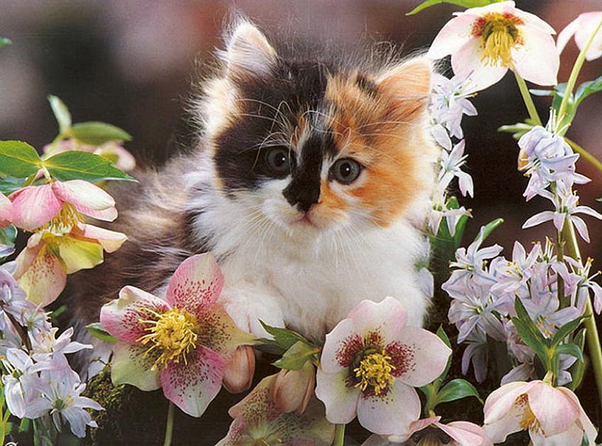 Yamalar, yavru kedi, beyaz, siyah, üç renkli, pembe ve beyaz çiçekler, turuncu, çiçekler içinde oturan HD duvar kağıdı