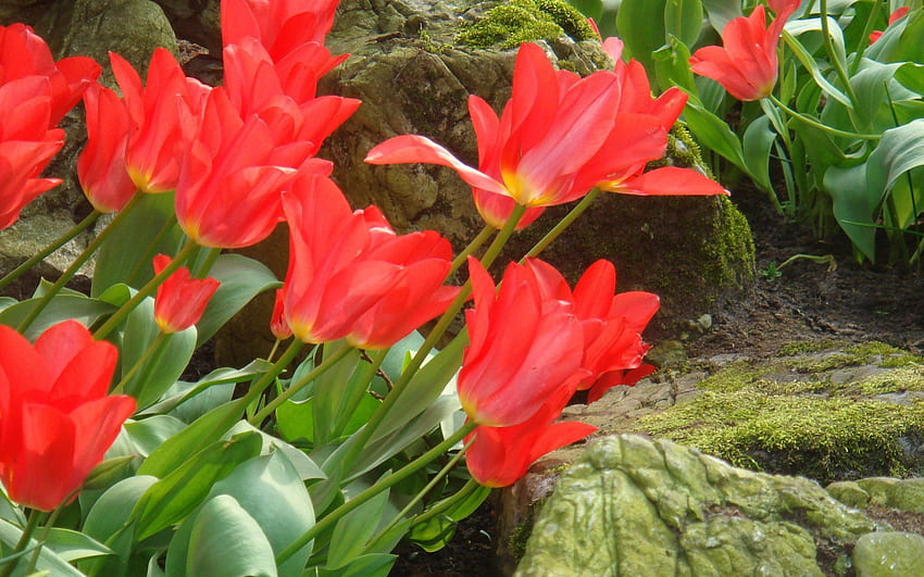 Hermosos tulipanes rojos., Verde, Hojas, Amor, Rojo fondo de pantalla