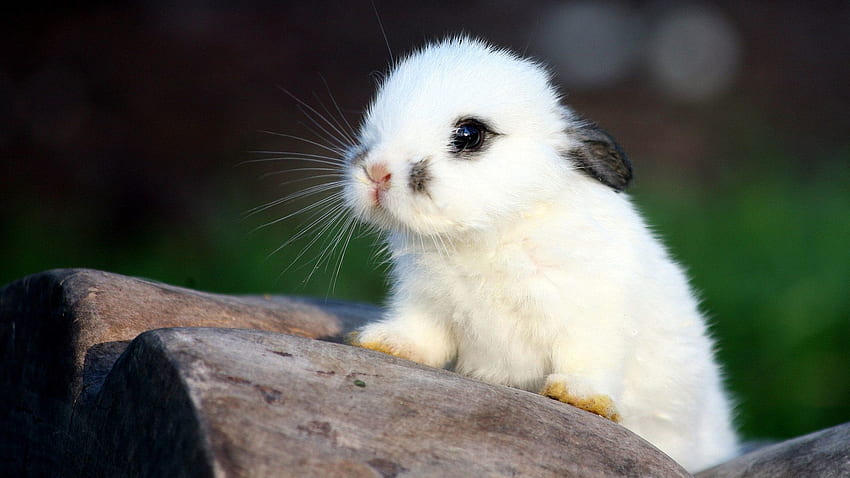 동물, 더럽혀진, 반점이 있는, 좋은, 연인, 토끼 HD 월페이퍼
