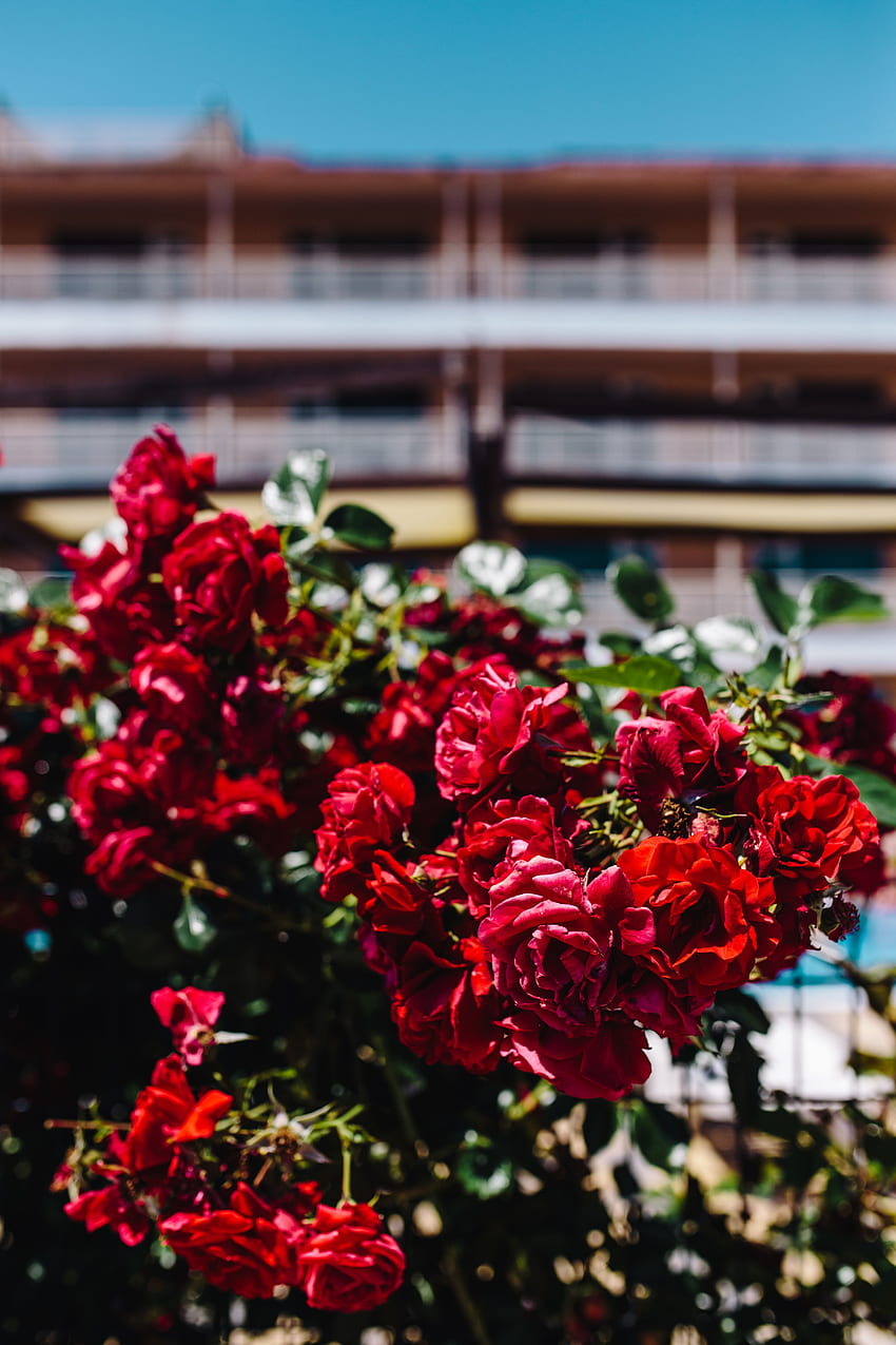Blumen, Rosen, Busch, Unschärfe, glatt, Knospen HD-Handy-Hintergrundbild