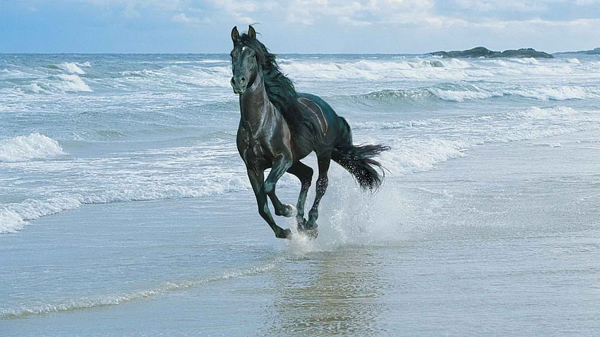 Horse riding on the beach and [] for your , Mobile & Tablet. Explore Horses on Beach . Horse For Computer, Christmas HD wallpaper