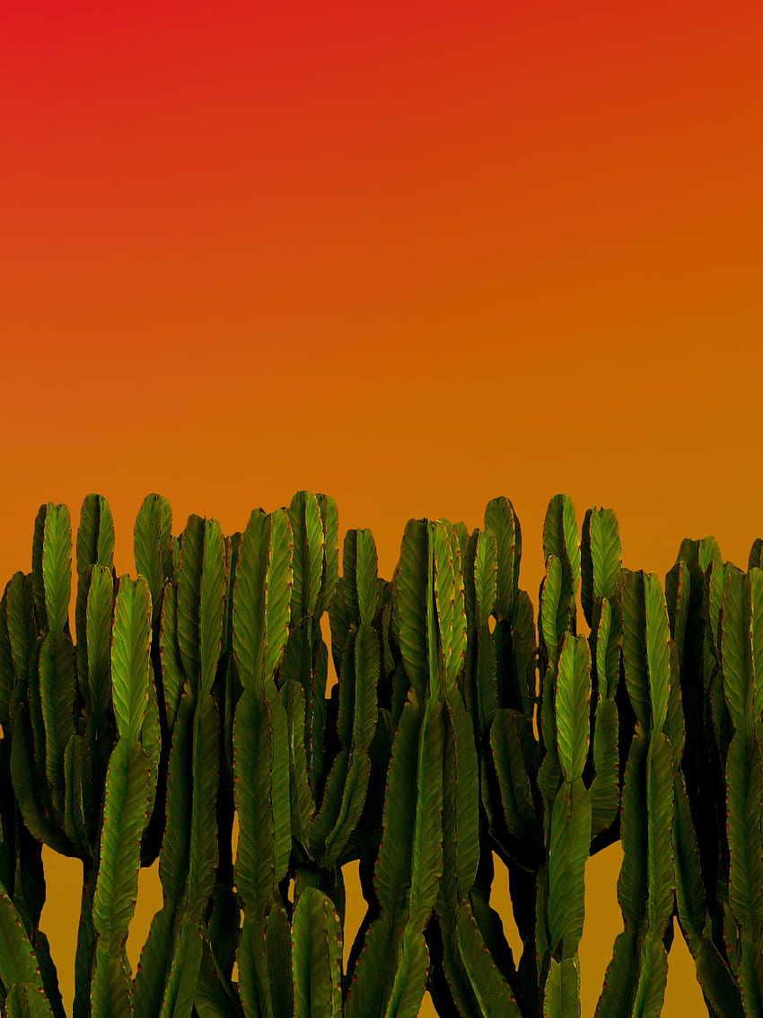 Cactus, plantas verdes, plantas del desierto. fondo de pantalla del teléfono