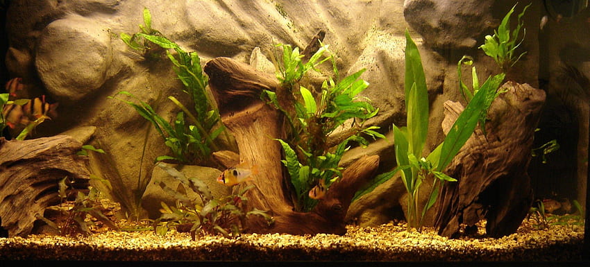Aquarium Hintergrund, Süßwasseraquarium HD-Hintergrundbild