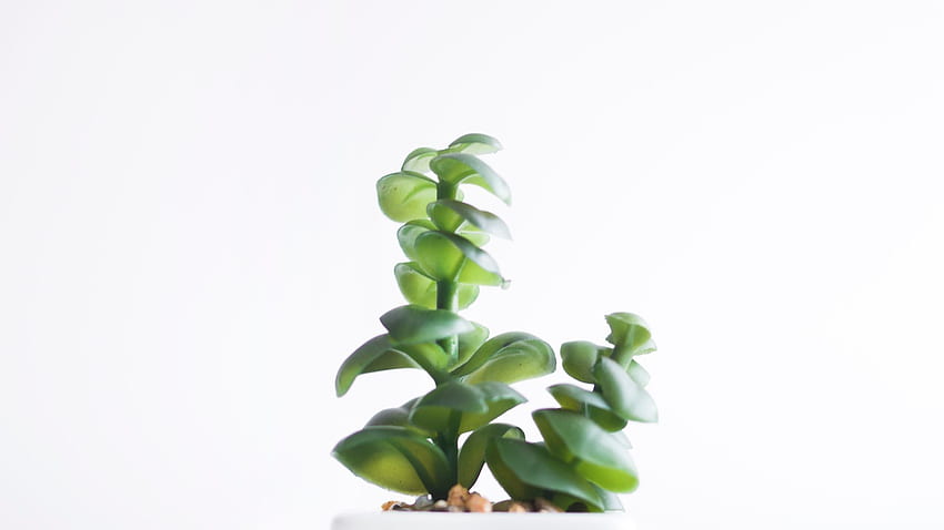 Succulent Plant In White Pot, Minimal Plant HD wallpaper
