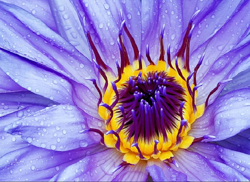 Spring collection, blue, vibrant, glow, lilly, wet, petals, flower, water, dew, droplets, color, gorgeous, water lilly, violet, yellow, dewy, flowers HD wallpaper