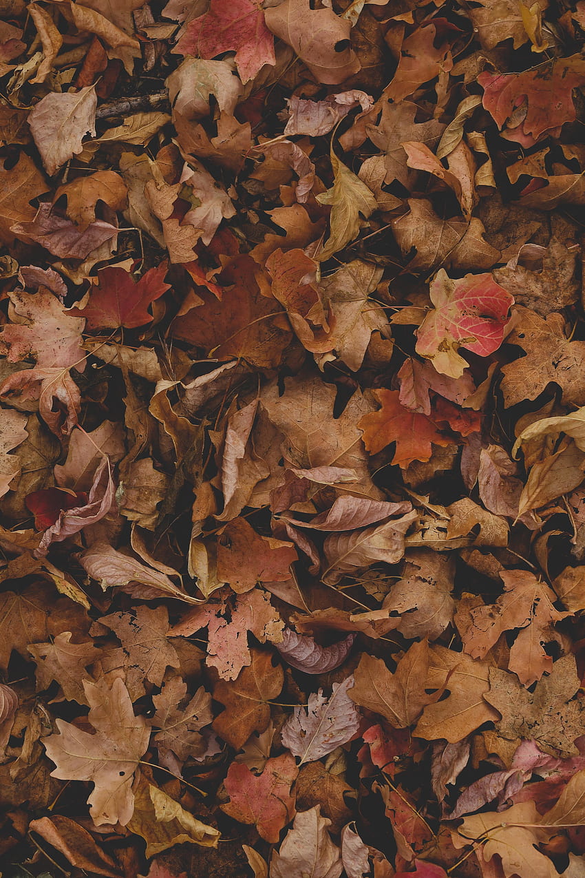 Dry, fallen leaves, autumn HD phone wallpaper