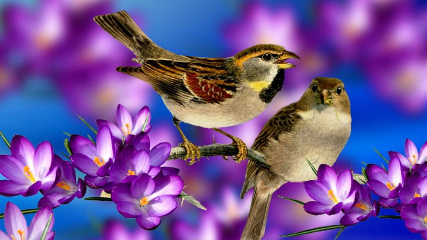 ~*~ Pájaros de primavera ~*~, pájaros, flores moradas, flores, primavera, pájaros de primavera fondo de pantalla